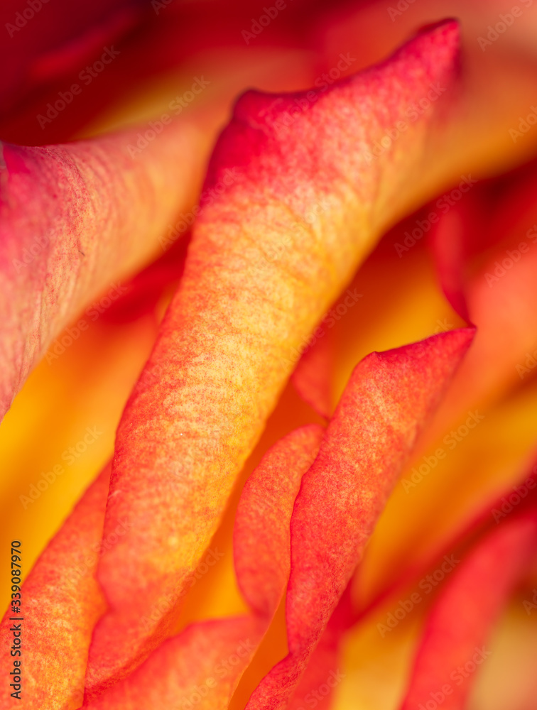 Beautiful rose flower as an abstract background Beautiful rose flower as an abstract background