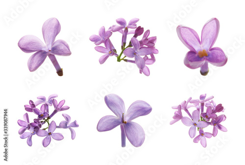 Set of beautiful purple lilac flowers on white background