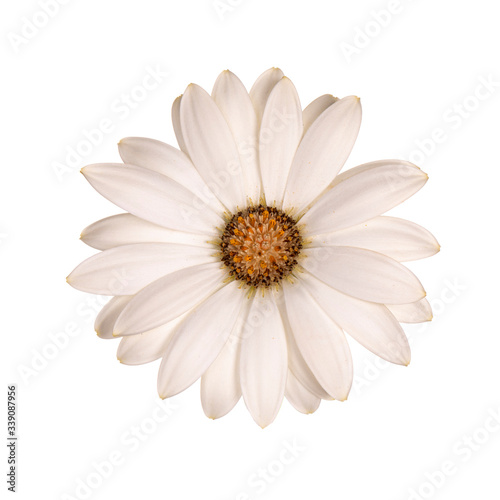 Top view of white single Spanish Daisy flower, isolated on white background