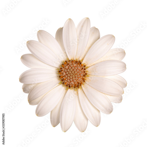 Top view of white single Spanish Daisy flower, isolated on white background