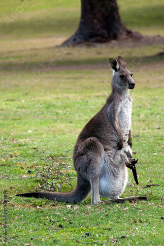 Mogo Australia, Kangaroo with joey in pouch on golf course