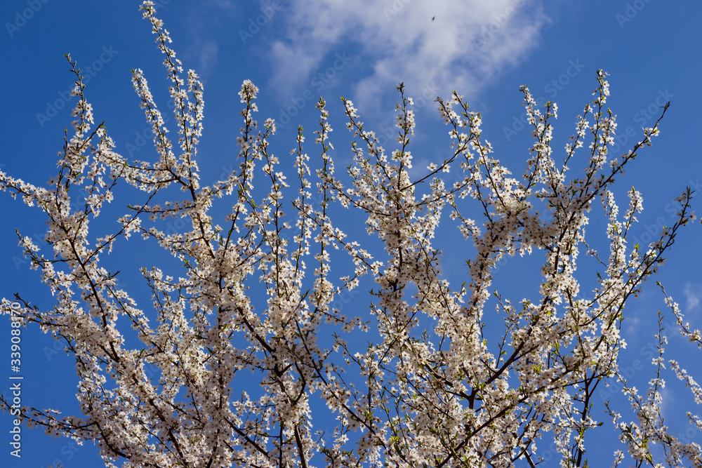 The branches of a blossoming tree. Cherry tree in white flowers. Blurring background. The branches of a blossoming tree. Cherry tree in white flowers. Blurring background.