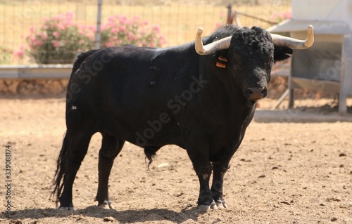 Bull in spain in the green field