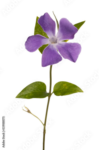 Obraz na plátně Side view single blue periwinkle flower on green branch, isolated on white backg