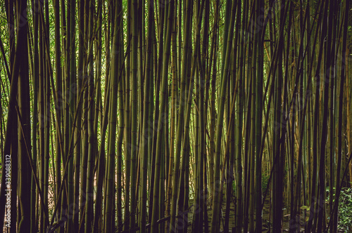 Bamboo close-up, reeds close-up, Bamboo background