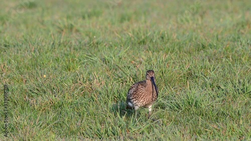 Curlew search feed on the meadow, spring, (numenius arquata), germany
 photo