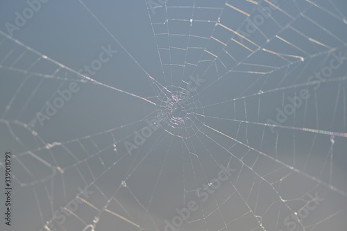 A spider web in front of a gray background.