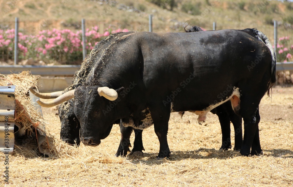 Naklejka premium Bull in spain in the green field