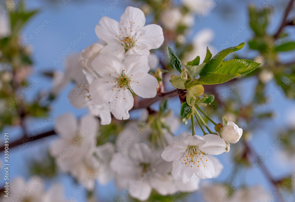 Cherry Blooms Cherry Blooms