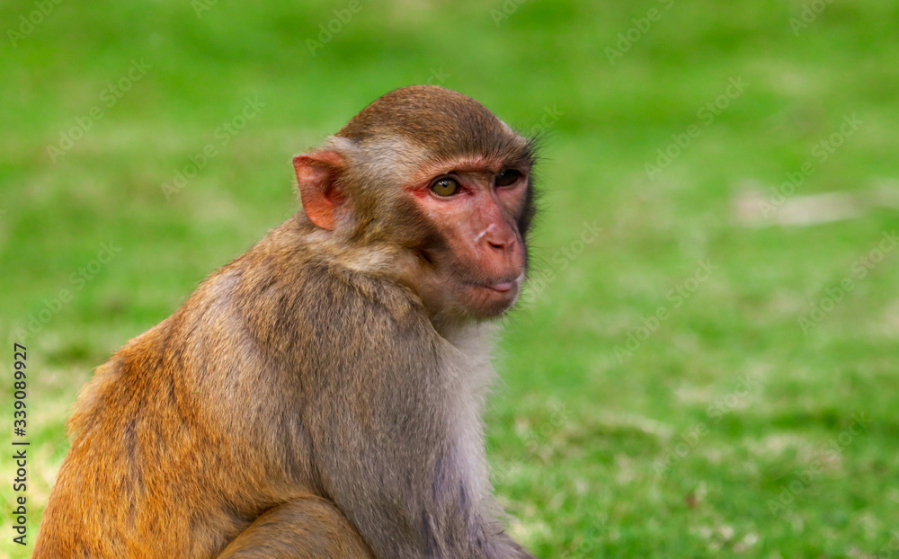 Portrait of a monkey in the park