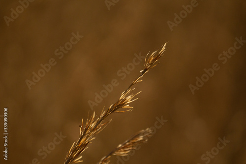 golden grass
