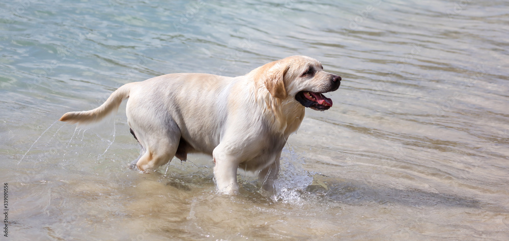 The dog swims on the surface of the water