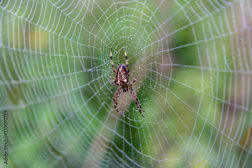 spider on spider web with dewdrops