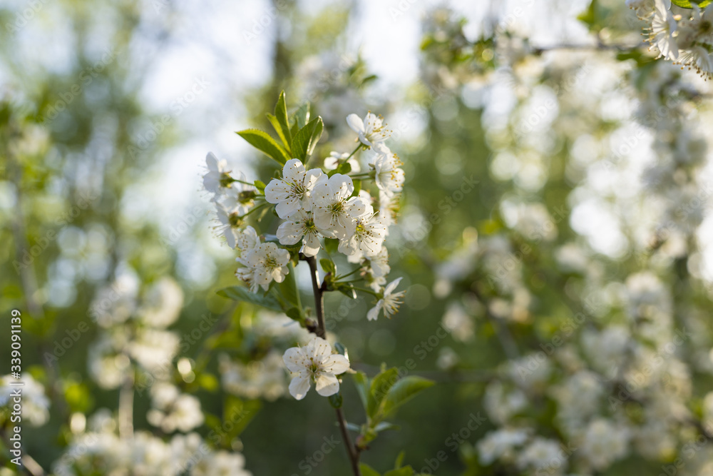 The flowering white blossom of a British pear tree in spring The flowering white blossom of a British pear tree in spring