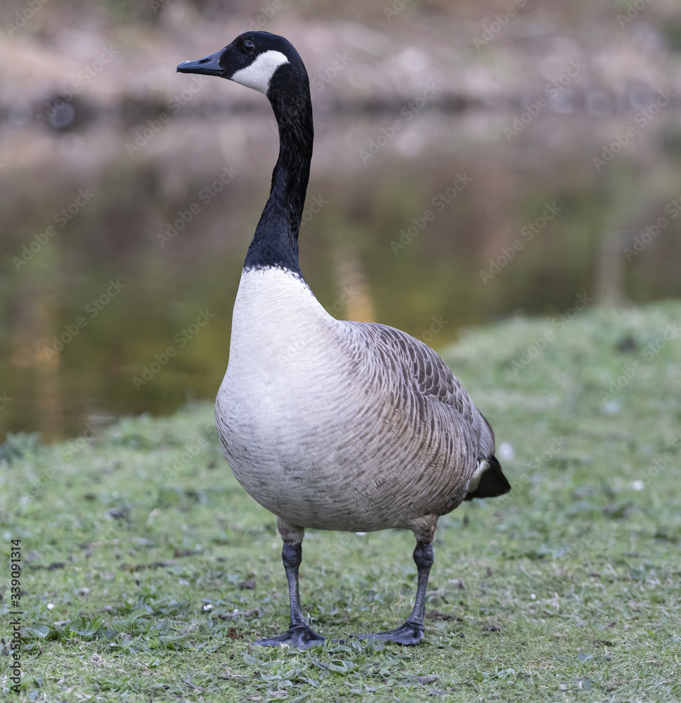 A fat and pregnant Canada goose in England during spring Stock Photo |  Adobe Stock