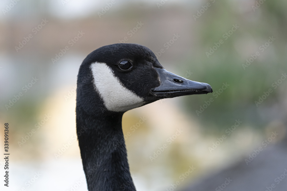 Close up headshot of a Canada goose Close up headshot of a Canada goose