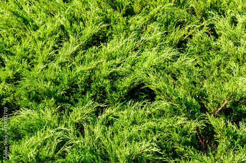 Background of the evergreen juniper bushes. Natural pattern