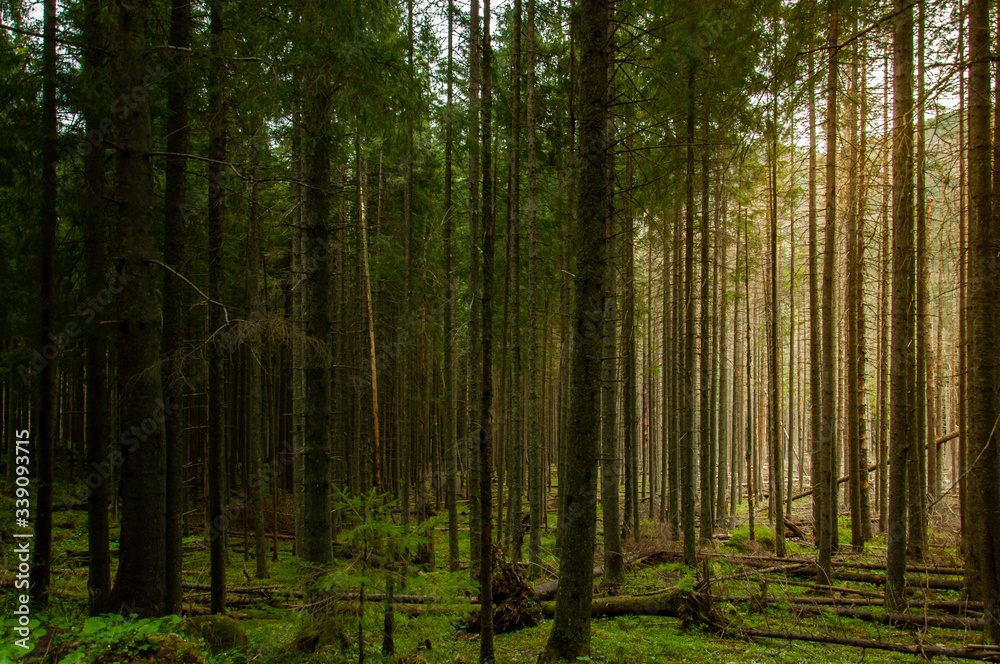 Naklejka premium Polskie góry