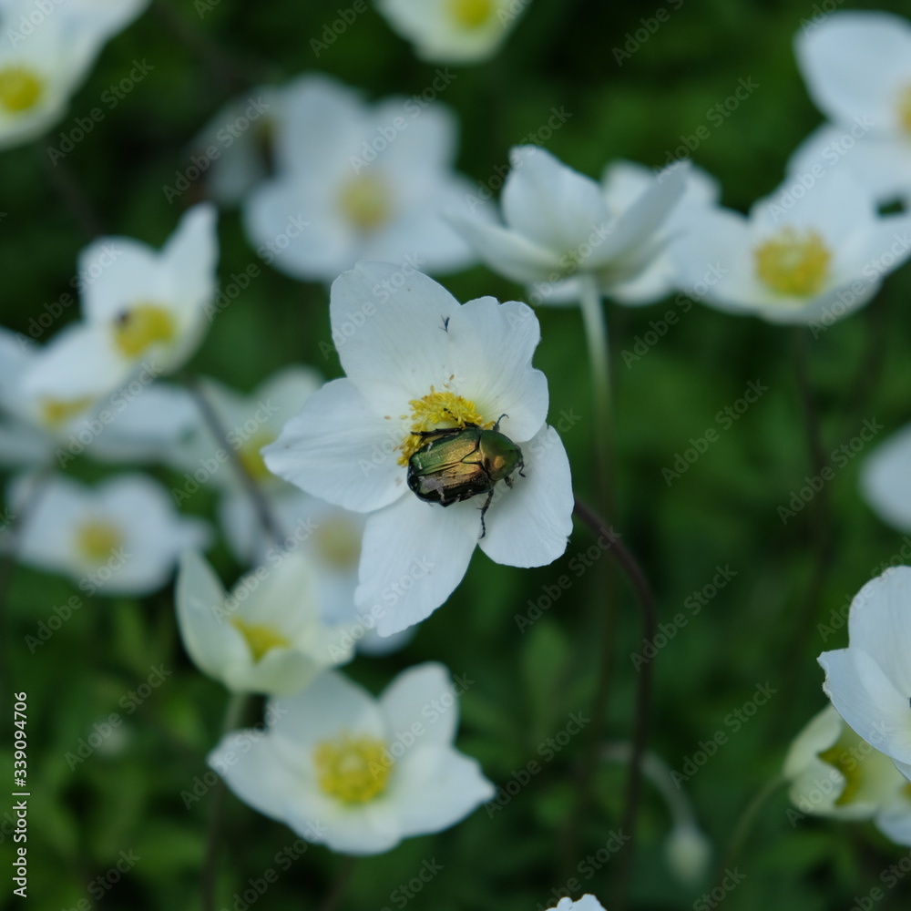 A large green beetle on anemone flower. A large green beetle on anemone flower.