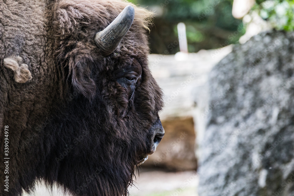 Fototapeta premium Bison-01