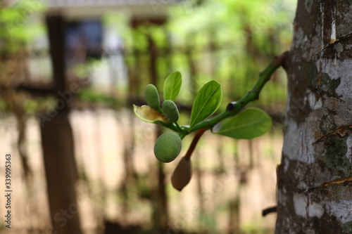 tree in the garden