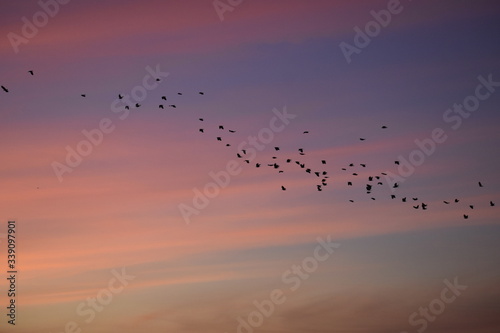 Photography Birds at sunrise