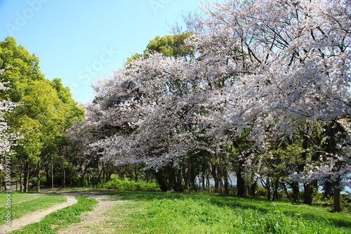 桜山