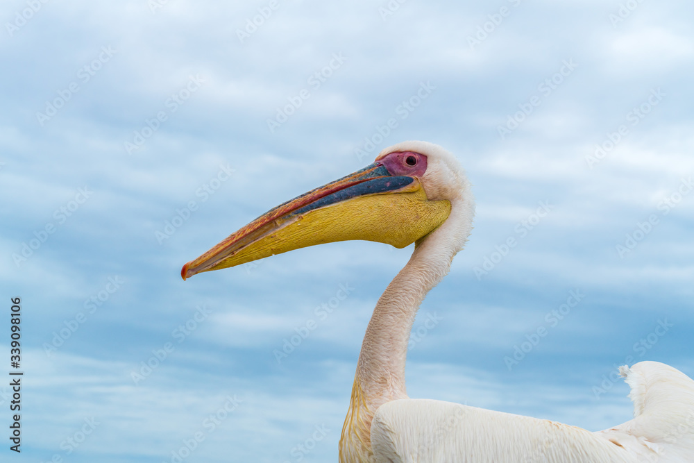 Fototapeta premium Pelican in Namibia