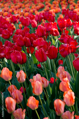 Tulipes en fleur