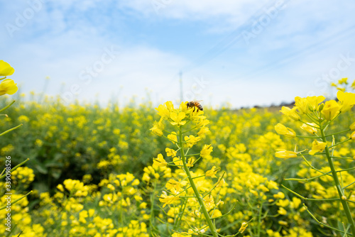 The flying bee and rape flowers blooming in spring