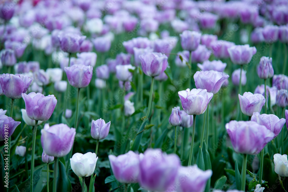 Tulipes en fleur