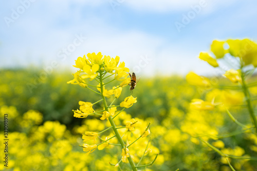 The flying bee and rape flowers blooming in spring