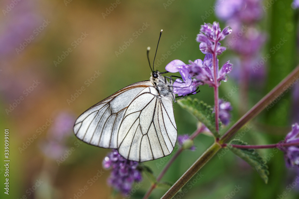 Closeup white butterfly on purple flower Closeup white butterfly on purple flower