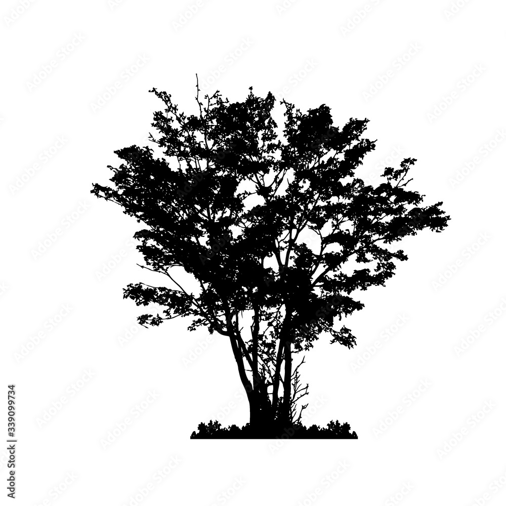 Fototapeta premium Tree silhouettes on white background. Vector illustration.