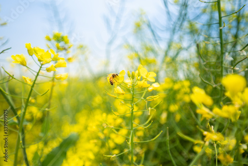 The flying bee and rape flowers blooming in spring