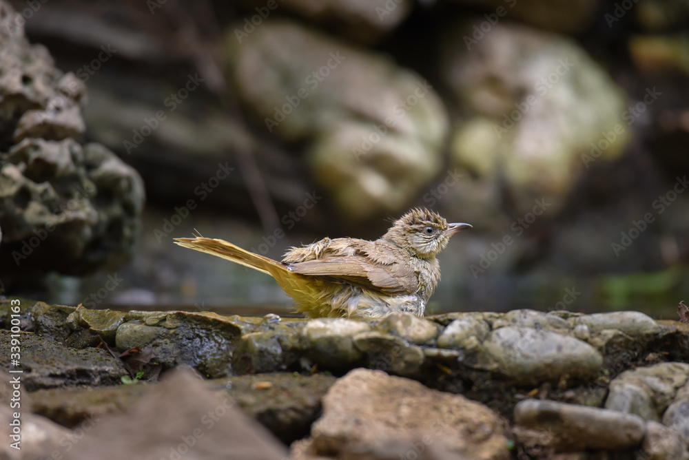 Streak-eared Bulbul bird sitting in the pond. Streak-eared Bulbul bird sitting in the pond.
