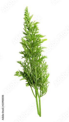 Green dill on white background