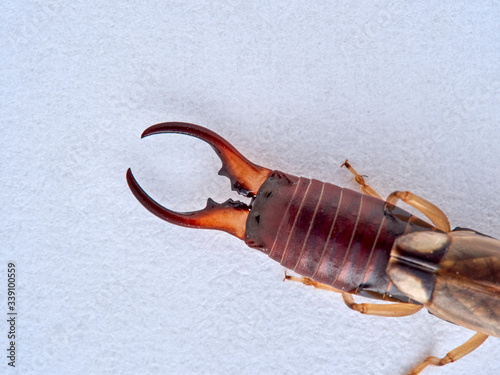 Common earwig or European earwig male in a white background. Details of body. Forficula auricularia