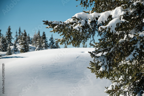 Snowy landscape with rolling hills, snow covered evergreen trees and playful shadows in the Alps