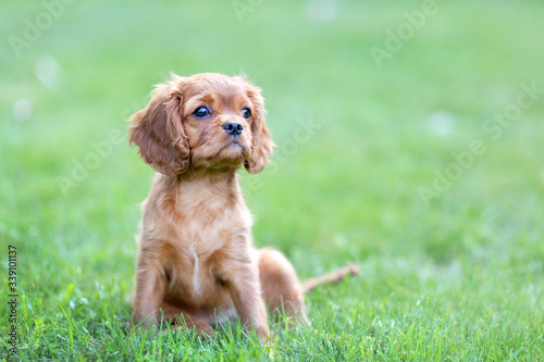 Puppy on the green grass © AnnaFotyma
