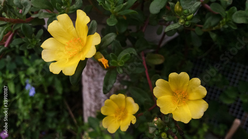 Side view of a yellow portulaca or purslane flower with blurred natural background of leaves  flowers and red stems outdoors at spring time.