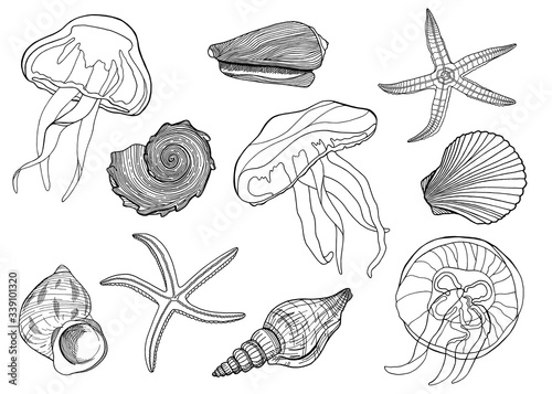 Set of outline black and white seashells, jellyfishes and starfishes. Hand drawn contour vector illustration of shells, sea stars, underwater inhabitants. Nautical elements for cards, logo, decoration