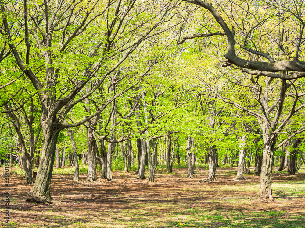 新緑の公園