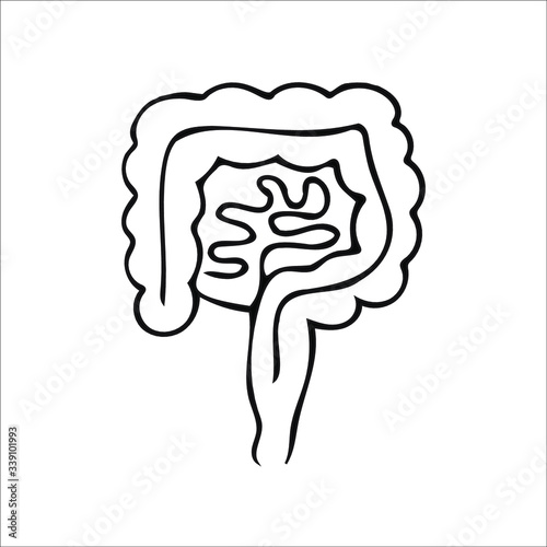 Vector illustration of human colon for proctology clinic. Human digestive system. Intestines icon. Vector illustration isolated on white background. Human internal organs.