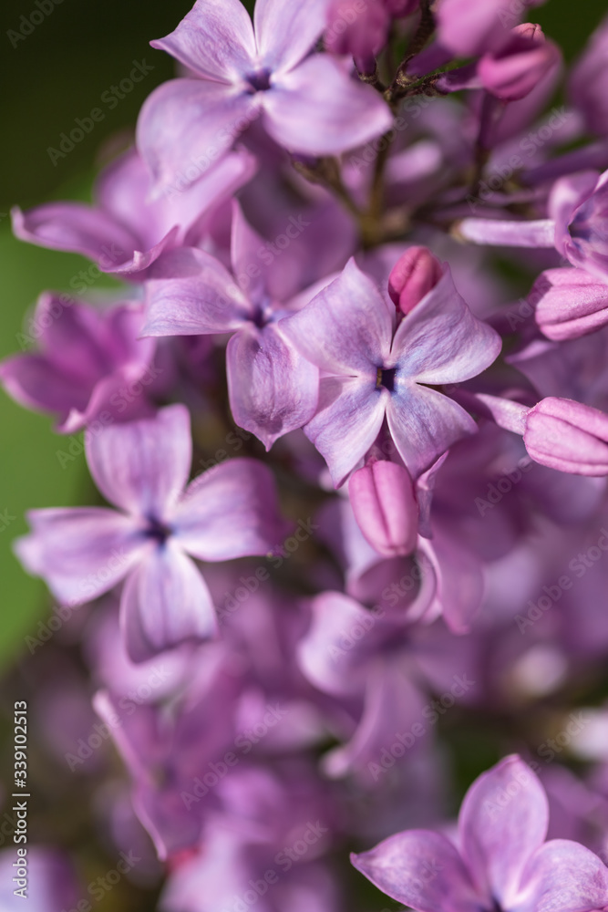 Lilac flower pink spring background. Lilac flower pink spring background.