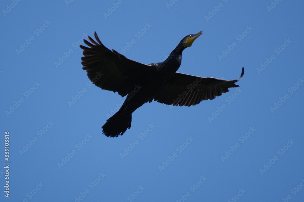 Obraz premium 羽ばたく鵜