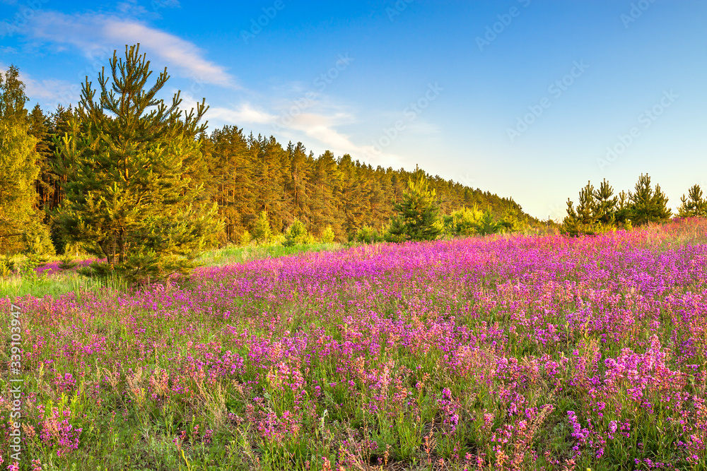 amazing spring landscape with flowering purple flowers on meadow amazing spring landscape with flowering purple flowers on meadow