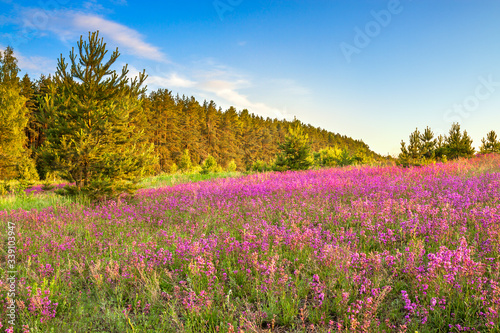 amazing spring landscape with flowering purple flowers on meadow
