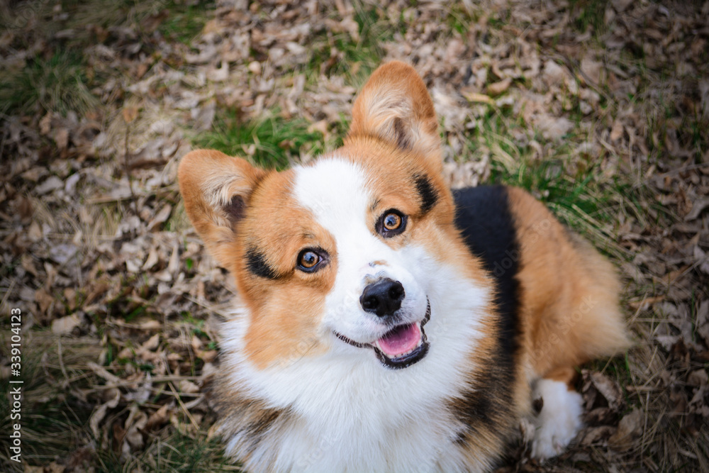 Gorgeous cute red corgi pembroke portrait sitting in a park and looking straight with open mouth smiling 
