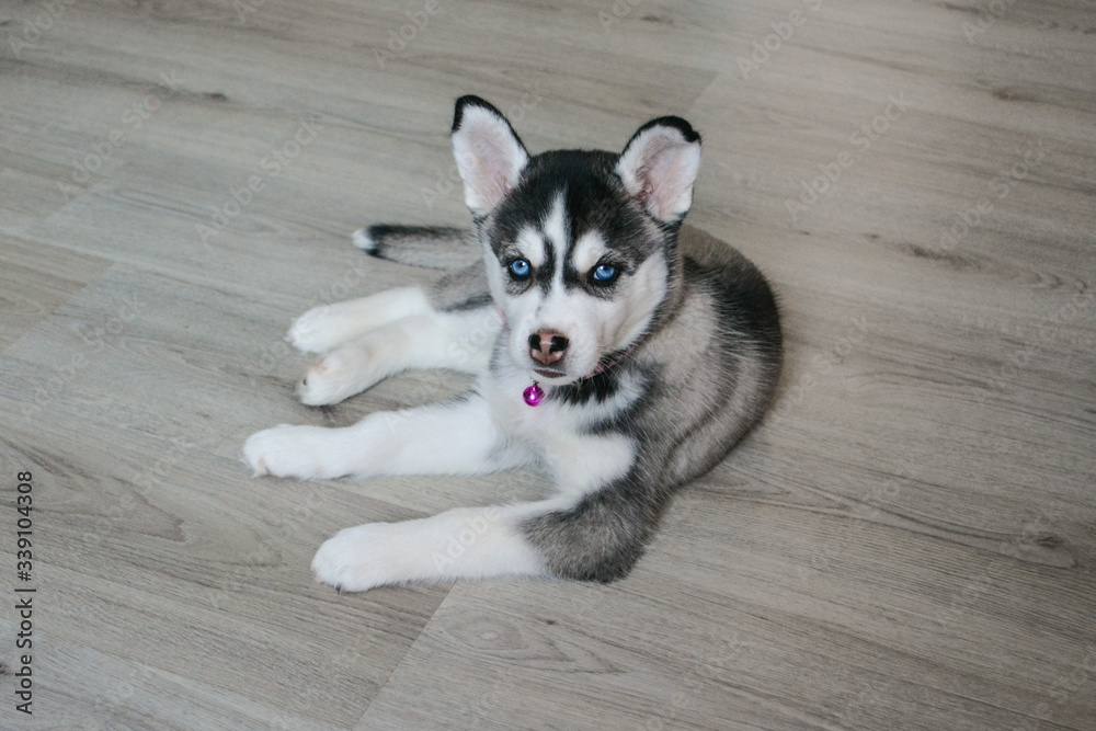 Cute little husky puppy dog lie on a floor looking straight with blue eyes